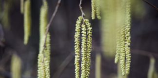 Die Pollensaison hat begonnen – Was Allergiker jetzt wissen sollten Allergiker haben in diesem Jahr schon richtig früh die ersten Beschwerden. Bildquelle: © Socialpictures CH / Unsplash.com