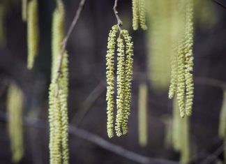 Die Pollensaison hat begonnen – Was Allergiker jetzt wissen sollten Allergiker haben in diesem Jahr schon richtig früh die ersten Beschwerden. Bildquelle: © Socialpictures CH / Unsplash.com