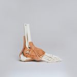 Hallux Valgus lautet nicht selten die Diagnose, wenn es sich um Verformungen des Fußes handelt. Bildquelle: © Nino Liverani / Unsplash.com