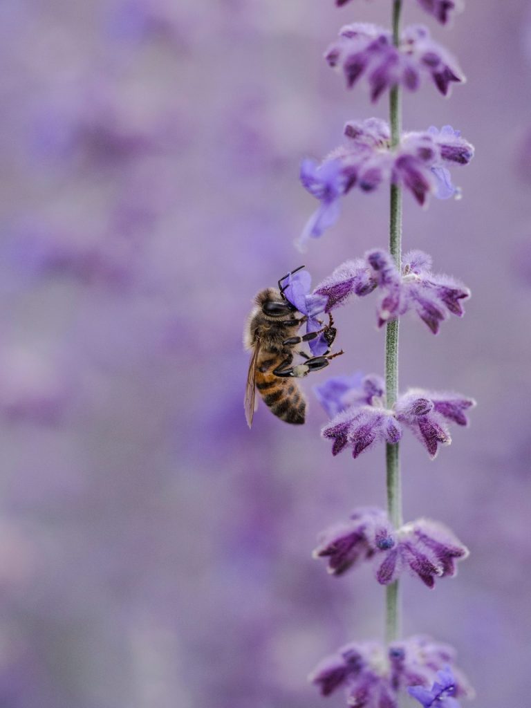 Insekten lassen sich auf natürlich Art und Weise durch eine bestimmte Blumenauswahl schon deutlich reduzieren. Bildquelle: © Aaron Burden / Unsplash.com