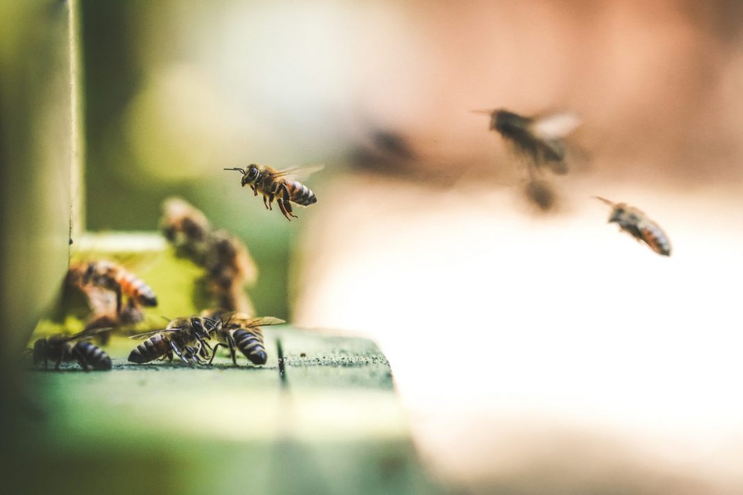 Auf der einen Seiten schützenswert, auf der anderen Seite Störenfriede: Insekten. Bildquelle: © Eric Ward / Unsplash.com