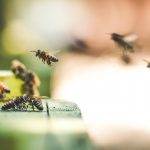 Auf der einen Seiten schützenswert, auf der anderen Seite Störenfriede: Insekten. Bildquelle: © Eric Ward / Unsplash.com
