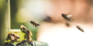 Schutz vor Insekten in der Wohnung Auf der einen Seiten schützenswert, auf der anderen Seite Störenfriede: Insekten. Bildquelle: © Eric Ward / Unsplash.com