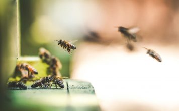 Schutz vor Insekten in der Wohnung Auf der einen Seiten schützenswert, auf der anderen Seite Störenfriede: Insekten. Bildquelle: © Eric Ward / Unsplash.com
