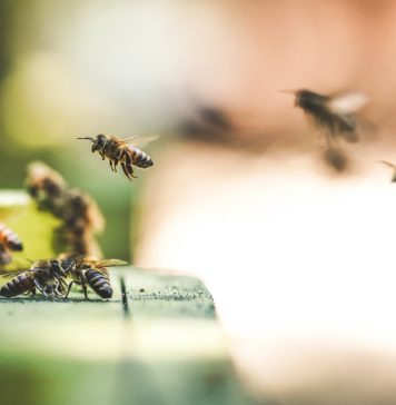 Schutz vor Insekten in der Wohnung Auf der einen Seiten schützenswert, auf der anderen Seite Störenfriede: Insekten. Bildquelle: © Eric Ward / Unsplash.com