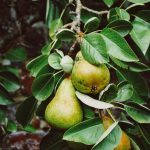 “Herr von Ribbeck aus Ribbeck im Havelland” – kaum ein Birnbaum hat es in Deutschland zu einem größeren bekanntheitsgrad geschafft. Bildquelle: © Dan Gold / Unsplash.com