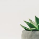 Sukkulenten eignen sich hervorragend für die Wohnung und sind pflegeleicht. Bildquelle: © Scott Webb / Unsplash.com