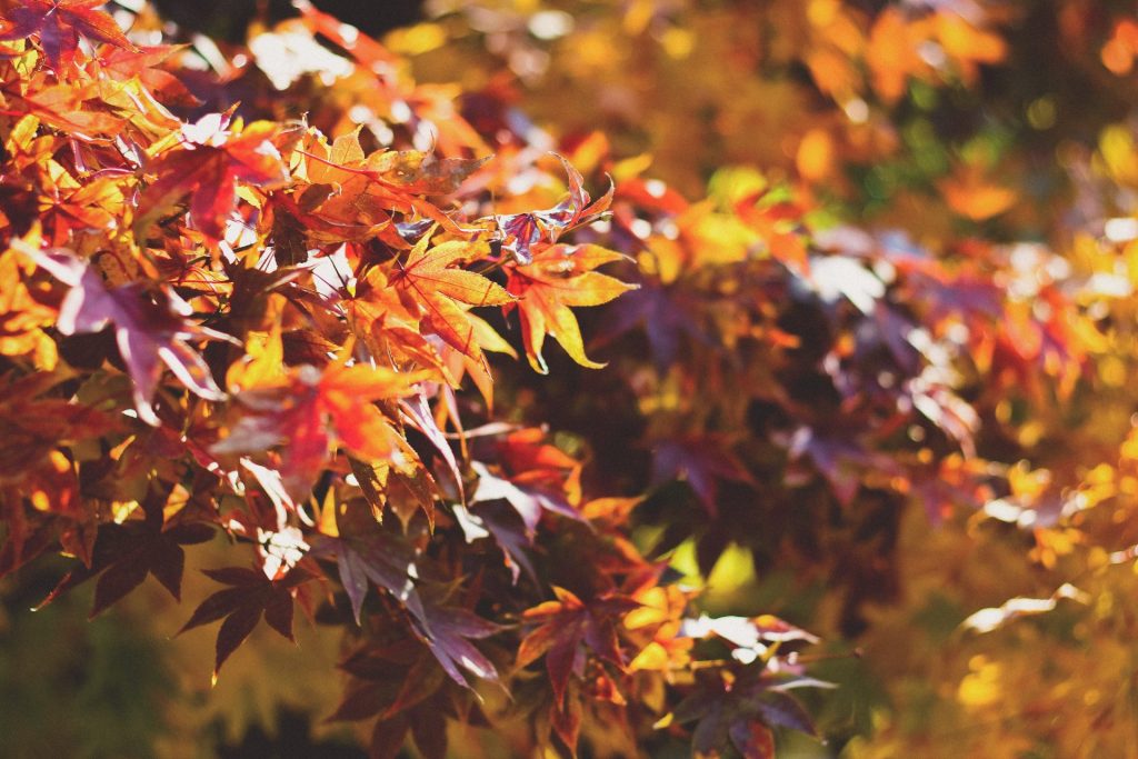 Herbstliche Töne lassen jeden Geburtstagstisch wunderschön aussehen und strahlen eine gewisse Gemütlichkeit aus. Bildquelle: © Dayne Topkin / Unsplash.com