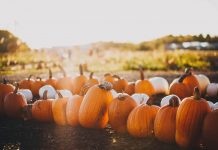 Herbstgemüse: Der Kürbis kommt Kürbisse können ganz vielfältig zubereitet werden. Bildquelle: © Maddy Baker / Unsplash.com