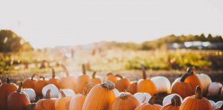 Herbstgemüse: Der Kürbis kommt Kürbisse können ganz vielfältig zubereitet werden. Bildquelle: © Maddy Baker / Unsplash.com