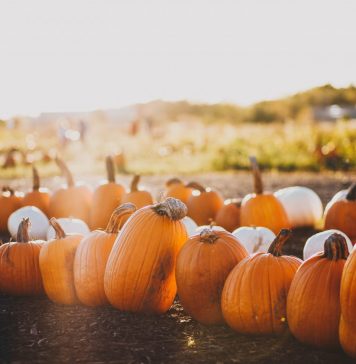 Herbstgemüse: Der Kürbis kommt Kürbisse können ganz vielfältig zubereitet werden. Bildquelle: © Maddy Baker / Unsplash.com