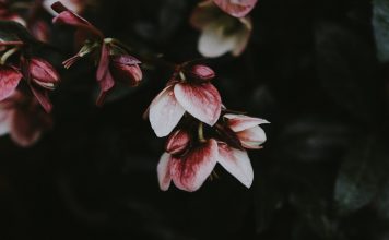 Krimitipp: Maria Langners Kriminalroman Blumentod