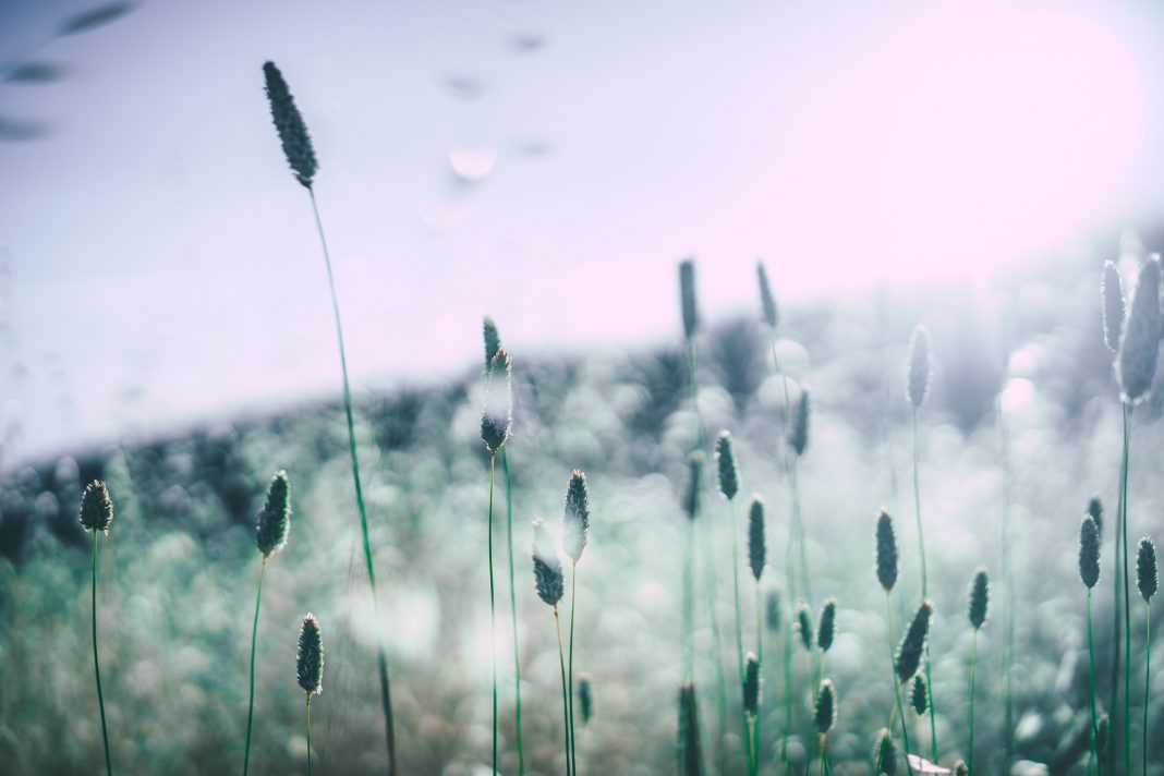 Wenn die Pollen fliegen, dann juckt die Nase und Tränen die Augen. Es ist wieder heuschnupfenzeit. Bildquelle: © Pixabay.com