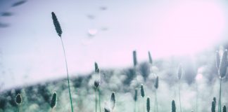 Frühes Pollenerwachen durch warmen Winter – Was Sie jetzt über Heuschnupfen wissen sollten Wenn die Pollen fliegen, dann juckt die Nase und Tränen die Augen. Es ist wieder heuschnupfenzeit. Bildquelle: © Pixabay.com