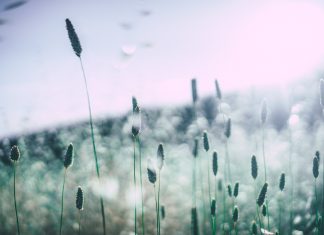 Frühes Pollenerwachen durch warmen Winter – Was Sie jetzt über Heuschnupfen wissen sollten Wenn die Pollen fliegen, dann juckt die Nase und Tränen die Augen. Es ist wieder heuschnupfenzeit. Bildquelle: © Pixabay.com