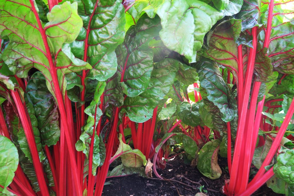 Das Gemüse mit den meist roten Stilen ist eine wahre Köstlichkeit und sehr gesund. Bildquelle: © Pixabay.com