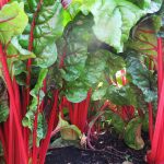 Das Gemüse mit den meist roten Stilen ist eine wahre Köstlichkeit und sehr gesund. Bildquelle: © Pixabay.com