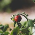 Tomatenpflanzen halten ebenfalls Mücken ab, da diese den Geruch der Pflanzen nicht mögen. Bildquelle: © Courtney Smith / Unsplash.com