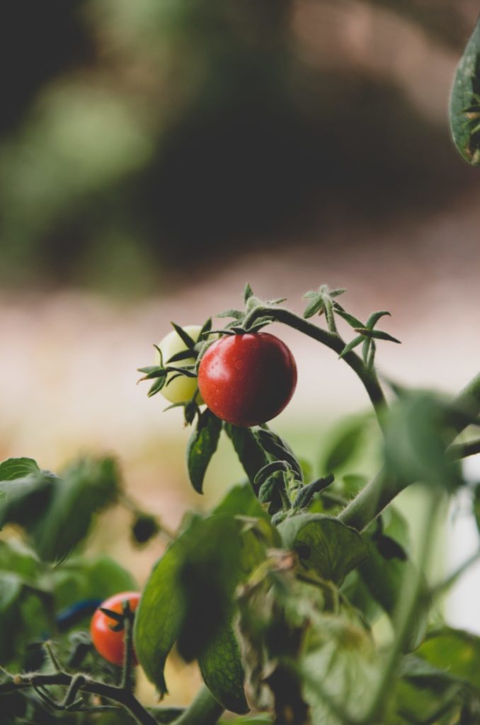 Tomatenpflanzen halten ebenfalls Mücken ab, da diese den Geruch der Pflanzen nicht mögen. Bildquelle: © Courtney Smith / Unsplash.com