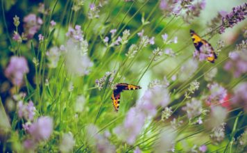 Ganz schön fortschrittlich: Was macht der IBC-Container im Garten des Nachbarn? Der nächste Sommer kommt bestimmt und damit auch die Frage, wie wir unsere Blumen und Insekten gut und ausreichend mit Wasser versorgen können. Bildquelle: © Emiel Molenaar / Unsplash.com