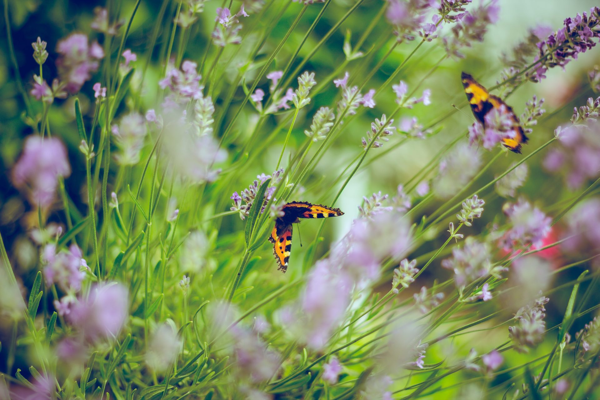 Wasserpumpen für die Gartenbewässerung - REKUBIK® Magazin