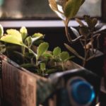 Alte Mich- oder Safttüten können ganz wunderbar für das heranziehen von Setzlingen genutzt werden. Bildquelle: © Noah Eleazar / Unsplash.com