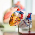 Das Herz ist neben dem Gehirn eines der zentralen Organe in unserem Körper. Bildquelle: © Jesse Orrico / Unsplash.com