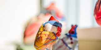 Tipps für die Wahl des richtigen Blutdruckmessgeräts Das Herz ist neben dem Gehirn eines der zentralen Organe in unserem Körper. Bildquelle: © Jesse Orrico / Unsplash.com