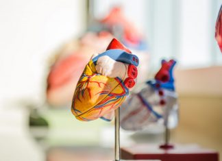 Tipps für die Wahl des richtigen Blutdruckmessgeräts Das Herz ist neben dem Gehirn eines der zentralen Organe in unserem Körper. Bildquelle: © Jesse Orrico / Unsplash.com