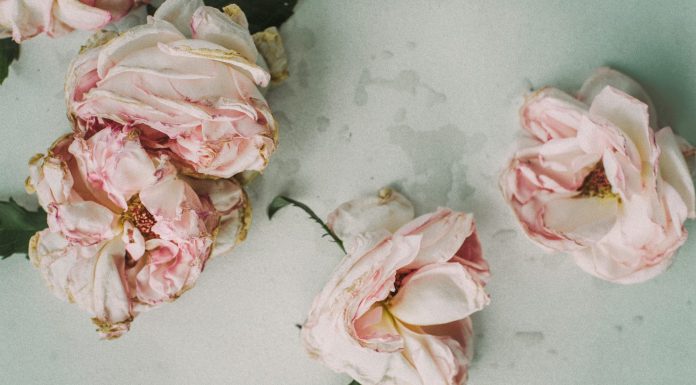 Angehörige entlasten – Finanzplanung bei der Bestattung Der Verlust eines geliebten Menschen ist immer schlimm. Um so besser ist es, wenn dieser die Art seiner Bestattung bereits zu Lebzeiten bestimmt hat. Bildquelle: © Besdaria Shevtsova / Unsplash.com