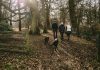 Mit Hund in den Urlaub – so vervielfachen vier Pfoten die Urlaubsfreude Ein entspannter Spaziergang im Wald bringt Ruhe und Entspannung, wenn es mal eine stressige Phase gibt. Bildquelle: © Mitchell Orr OM / Unsplash.com