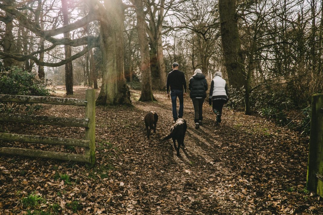 Ein entspannter Spaziergang im Wald bringt Ruhe und Entspannung, wenn es mal eine stressige Phase gibt. Bildquelle: © Mitchell Orr OM / Unsplash.com