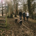 Ein entspannter Spaziergang im Wald bringt Ruhe und Entspannung, wenn es mal eine stressige Phase gibt. Bildquelle: © Mitchell Orr OM / Unsplash.com