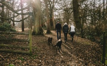 Mit Hund in den Urlaub – so vervielfachen vier Pfoten die Urlaubsfreude Ein entspannter Spaziergang im Wald bringt Ruhe und Entspannung, wenn es mal eine stressige Phase gibt. Bildquelle: © Mitchell Orr OM / Unsplash.com