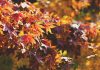 Schicke Herbstmode für die Generation 59plus: Das sind die aktuellen Trends Die Trendfarben in diesem Herbst sind der Jahreszeit absolut angepasst. Bildquelle: © Dayne Topkin / Unsplash.com