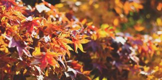 Schicke Herbstmode für die Generation 59plus: Das sind die aktuellen Trends Die Trendfarben in diesem Herbst sind der Jahreszeit absolut angepasst. Bildquelle: © Dayne Topkin / Unsplash.com