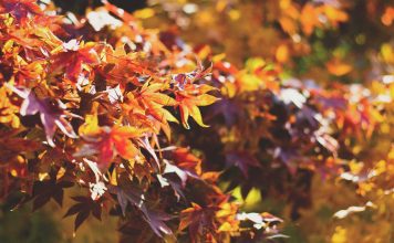 Schicke Herbstmode für die Generation 59plus: Das sind die aktuellen Trends Die Trendfarben in diesem Herbst sind der Jahreszeit absolut angepasst. Bildquelle: © Dayne Topkin / Unsplash.com