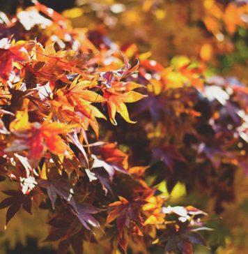 Schicke Herbstmode für die Generation 59plus: Das sind die aktuellen Trends Die Trendfarben in diesem Herbst sind der Jahreszeit absolut angepasst. Bildquelle: © Dayne Topkin / Unsplash.com