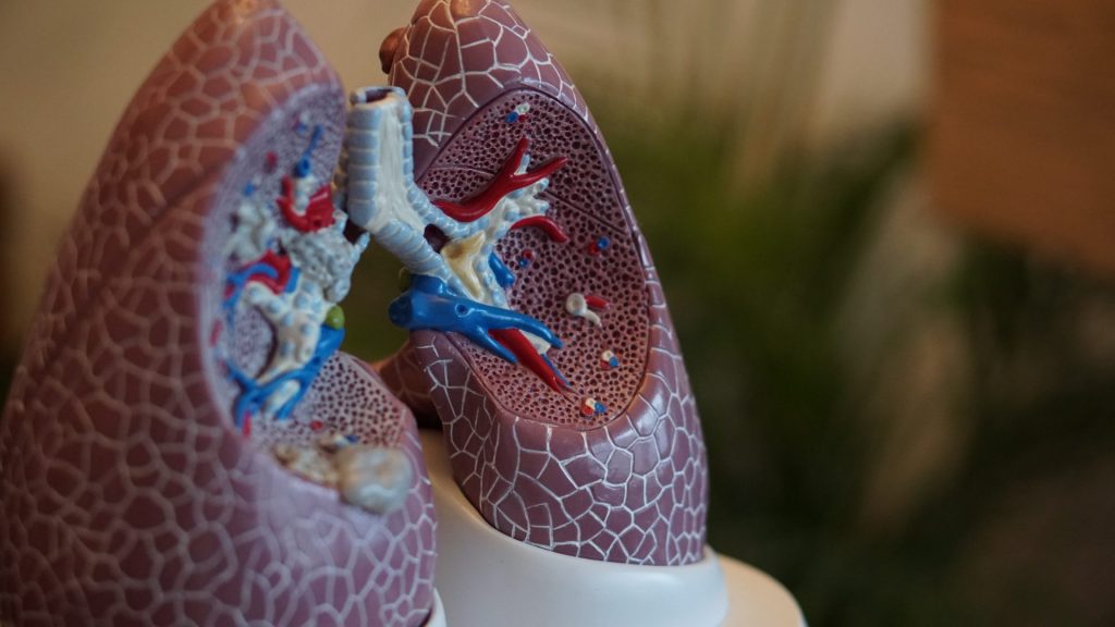 Die Lunge ist bei einer diagnostizierten COPD dauerhaft entzündet und verengt. Bildquelle: © Robina Weermeijer / Unsplash.com