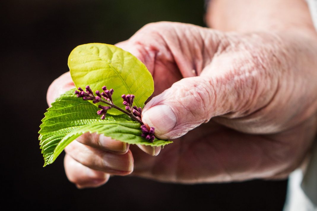 Die heilenden Kräfte der Natur gewinnen auch in der Generation 59plus immer mehr Aufmerksamkeit. Bildquelle: © John Thomas / Unsplash.com