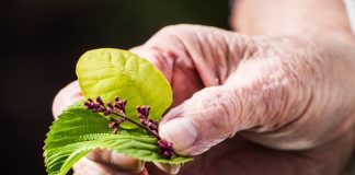 Mit CBD-Öl gegen lästige Altersbeschwerden ankämpfen Die heilenden Kräfte der Natur gewinnen auch in der Generation 59plus immer mehr Aufmerksamkeit. Bildquelle: © John Thomas / Unsplash.com