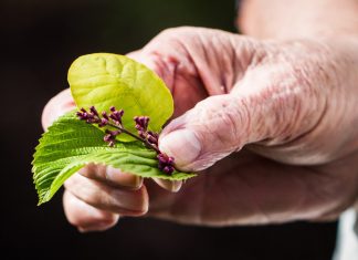 Mit CBD-Öl gegen lästige Altersbeschwerden ankämpfen Die heilenden Kräfte der Natur gewinnen auch in der Generation 59plus immer mehr Aufmerksamkeit. Bildquelle: © John Thomas / Unsplash.com