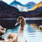 Das Allgäu hat in jeder Hinsicht viel Abwechslung zu bieten. Bildquelle: © Andy Kogl / Unsplash.com