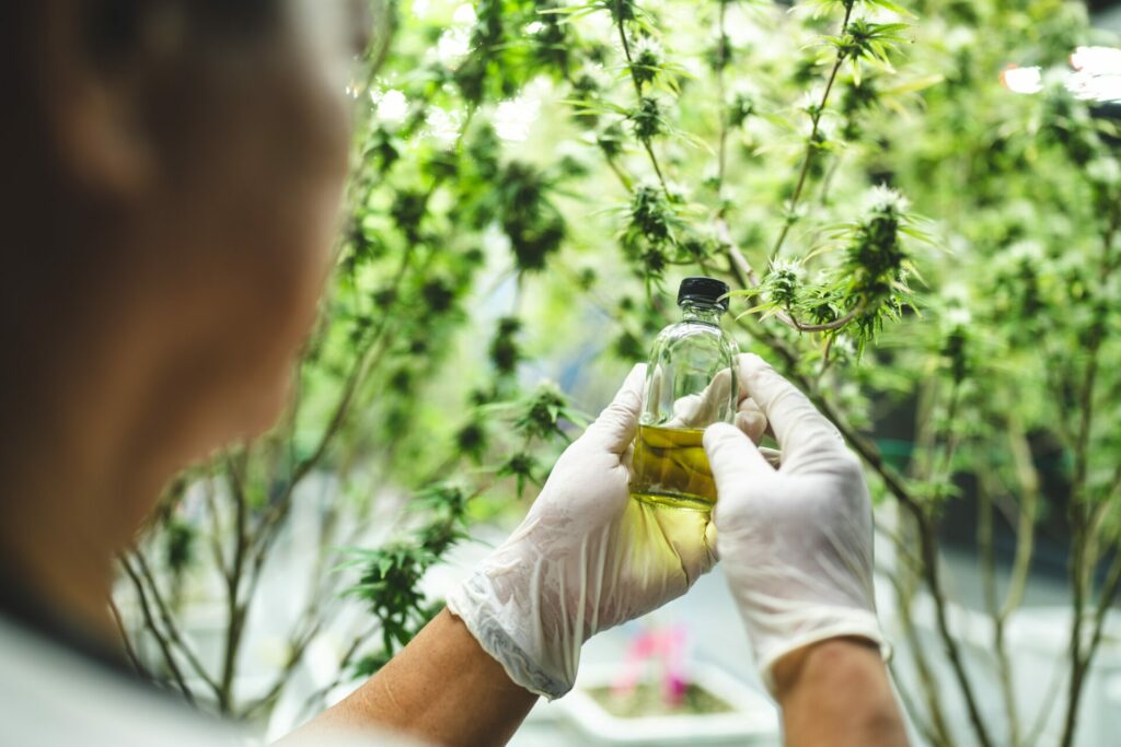 Der Wirkstoff Cannabidiol wird aus der Hanfpflanze gewonnen. Bildquelle: © Getty Images / Unsplash.com