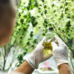 Der Wirkstoff Cannabidiol wird aus der Hanfpflanze gewonnen. Bildquelle: ©  Getty Images / Unsplash.com