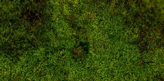 Anti-Aging mit Moos: Darum ist die Pflanze bei Falten beliebt Die meisten Dinge die uns und unserem Körper gut tun, finden wir in der Natur. Bildquelle: © Zach Reiner / Unsplash.com