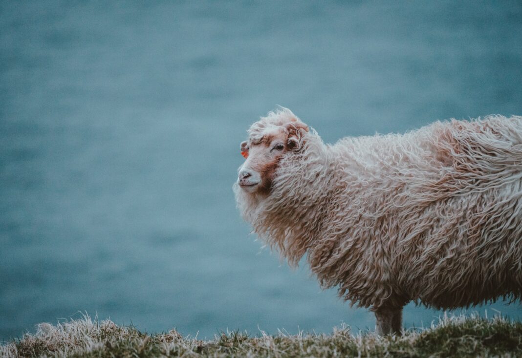 Als reines Naturprodukt hat Wolle nicht nur eine wärmende, sondern durchaus auch eine heilende Funktion. Bildquelle: © Annie Spratt / Unsplash.com