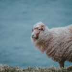 Als reines Naturprodukt hat Wolle nicht nur eine wärmende, sondern durchaus auch eine heilende Funktion. Bildquelle: © Annie Spratt / Unsplash.com