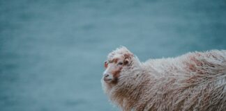 Erstaunliche Naturfaser: Wolle hilft bei vielen Altersbeschwerden Als reines Naturprodukt hat Wolle nicht nur eine wärmende, sondern durchaus auch eine heilende Funktion. Bildquelle: © Annie Spratt / Unsplash.com