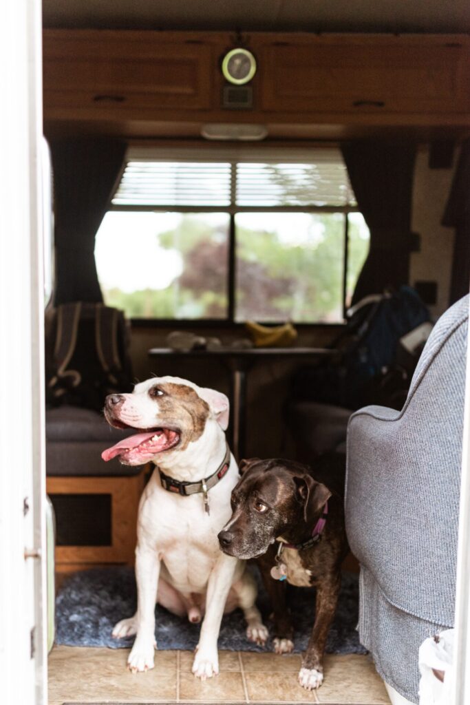 Für einen Urlaub mit Hund bietet sich die Eifel allein aufgrund der tollen Wanderwege perfekt an. Bildquelle: © Sandra Seitamaa / Unsplash.com